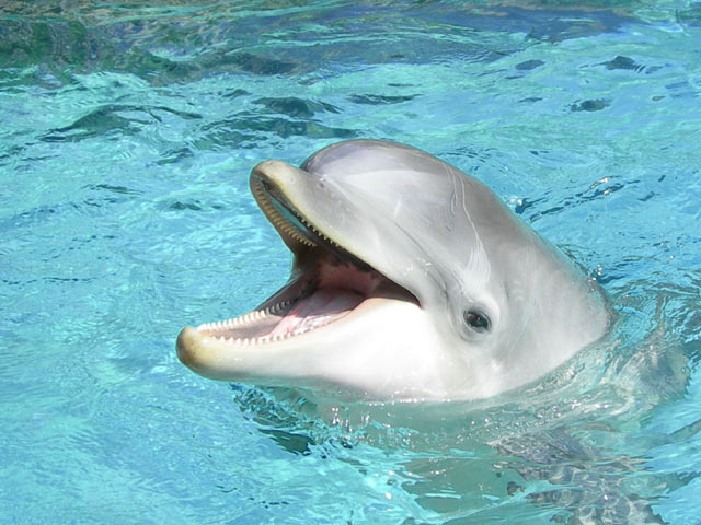 dolphin from sea world - florida